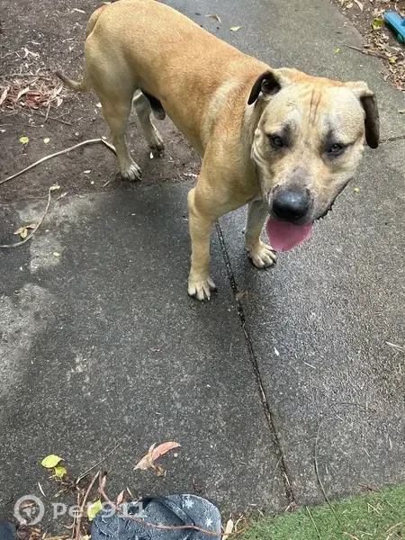 Found dog, Ryhill Road, 128, Brisbane, Rochedale — large yellow/tan male - photo