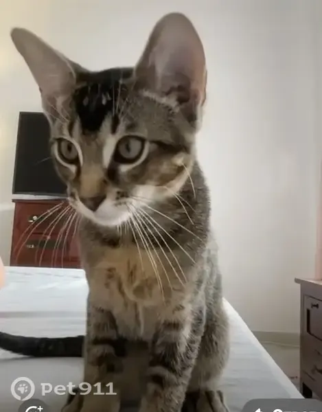 Perdido gato, Calle Cedro de Playa Marina, Chaparral, Fuengirola — 1 año y esterilizado - photo