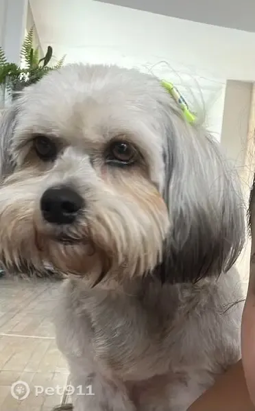 Cachorro perdido, Rua EF 29, 62 — fêmea idosa e dócil - photo