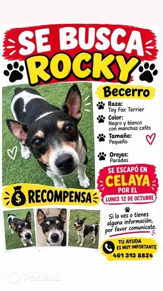 Perro perdido, Ficus, 77, Celaya — talla mediana y mancha en forma de corazón - photo