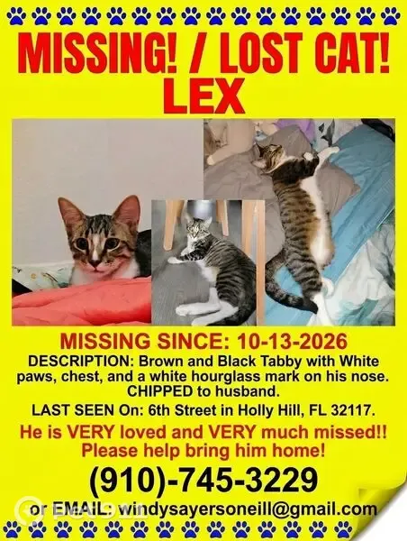 Lost male cat, 6th Street, 901, Daytona Beach - photo