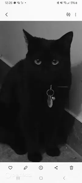Lost cat, West 6th Avenue, 5198, Denver — female black Bombay, 5 years old - photo