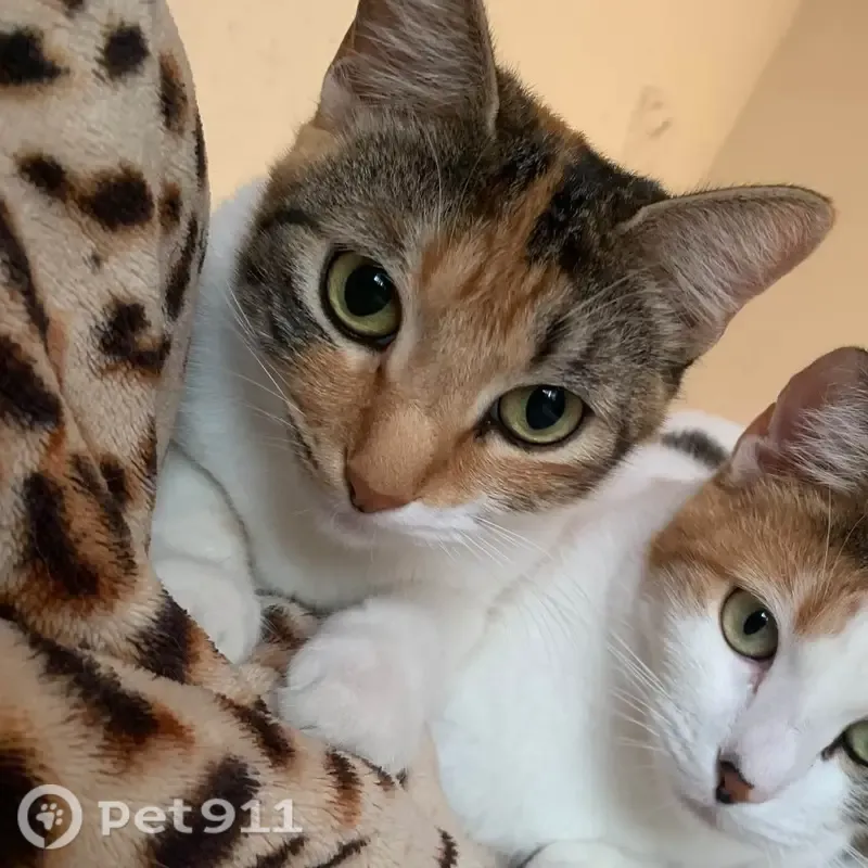 Gato perdido, La Rosa, 21, San Pedro Tlaquepaque, Tlaquepaque — hembra atigrada - photo