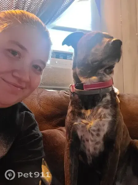 Lost male dog, Philip Street, 1216, Morgantown — brindle coat with white chest and speckled gray socks - photo