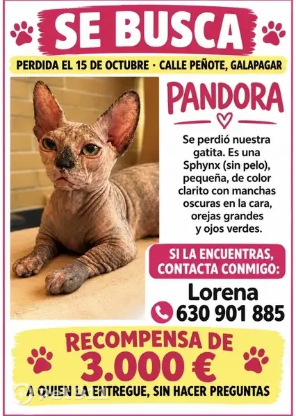 Gata perdida, Calle Peñote, 4, La Navata, Galapagar — esfinge con patas delanteras cortas - photo