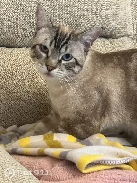 Gato perdido macho, Carrer Sant Josep Algars, 4, Els Algars, Alcoy — pelo corto y rayas oscuras - photo