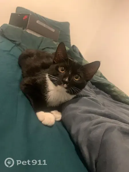 Lost cat, Frampton Street, England, London — friendly male with pink paws - photo