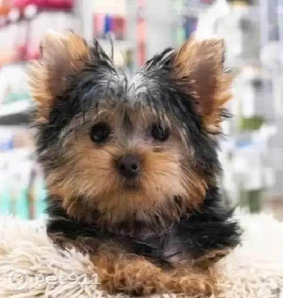 Lost dog, male, Cardwell Lane, 1202, Tyler — 10-month-old Yorkie - photo
