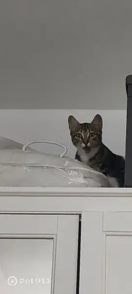 Encontrado gato macho, Calle Bélgica, 24, Estación de Cártama, Alhaurin de la Torre — atigrado con pies blancos - photo