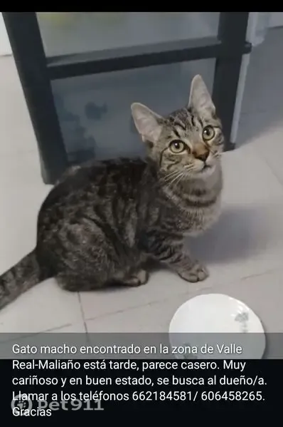 Gato encontrado, Calle Francisco Rivas, 20, Camargo — macho de unos 6 meses - photo