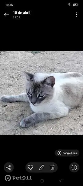 Gato perdido, Camí de la Penya, Elche — tipo siamés, ojos azules - photo