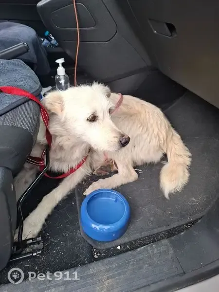 Perro encontrado, El Espadín, Andalucía, Malaga — hembra hallada en la autovía A91 - photo