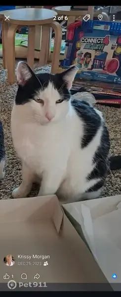 Lost female cat, Indian Village Heights, Wigwam, Fountain — clipped ear - photo