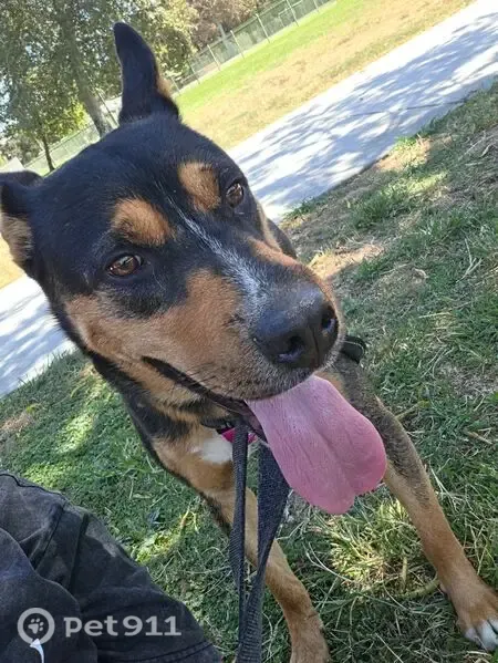 Lost dog, Rubidoux Boulevard, 3739, Jurupa Valley — male, black, tan and white - photo