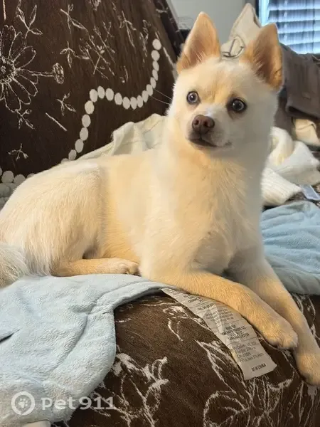 Lost dog, Southwest Richsmith Road, 3800, Bentonville — female with blue eyes - photo