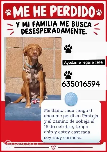 Perdido perro, Calle Calvario, 22, Pantoja, Aranjuez — hembra podenco de color marrón - photo