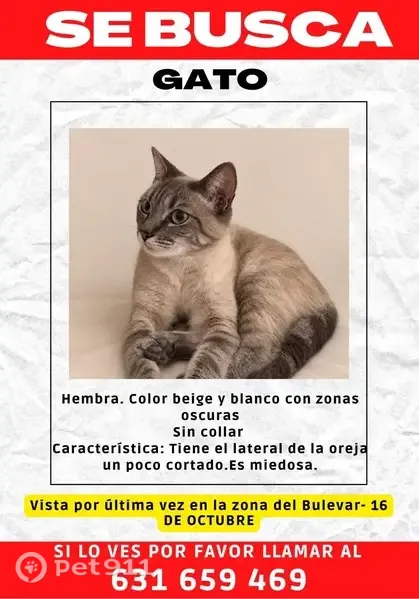 Gato perdido, Calle Manuel Fernández Arriola, El Ejido — hembra sin collar - photo