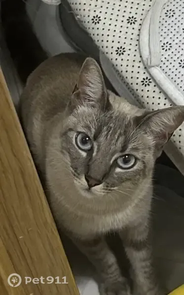 Gato perdido, El Ejido, Almería, España — de color beige y blanco, con donas negras - photo