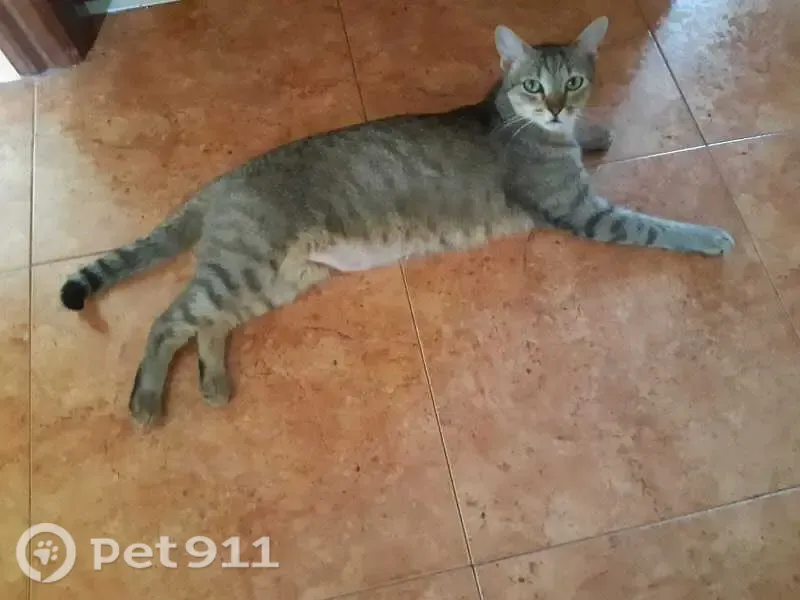 Perdido gato hembra, Calle Tenerías, 12, Salas de los Infantes, Burgos — gris atigrado, con chip - photo