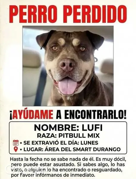Perro perdido, Calle Chiapas, 586, Juárez, Juarez — perro grande y café - photo