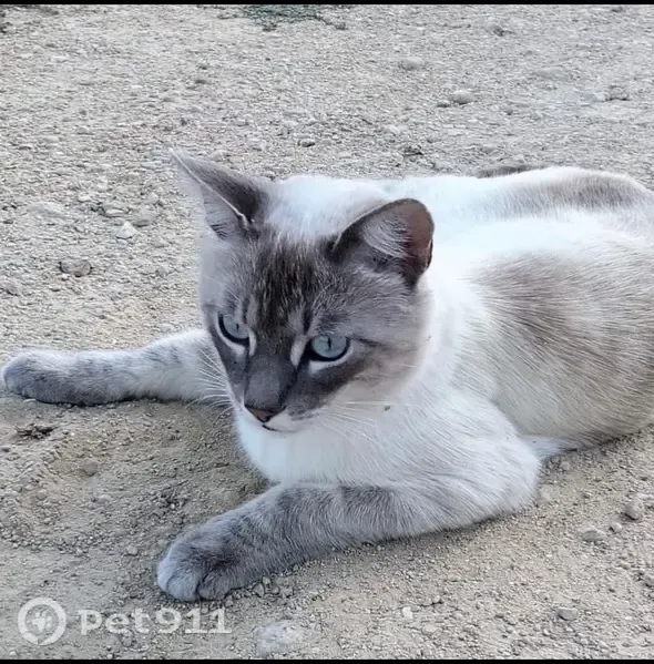 Gato perdido, macho, Camí de la Penya, Elche — tipo siamés - photo