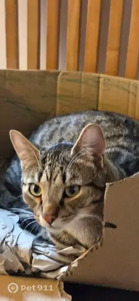 Lost cat, Woodmoor Road, 53, Crigglestone — male brown tabby with blue collar - photo
