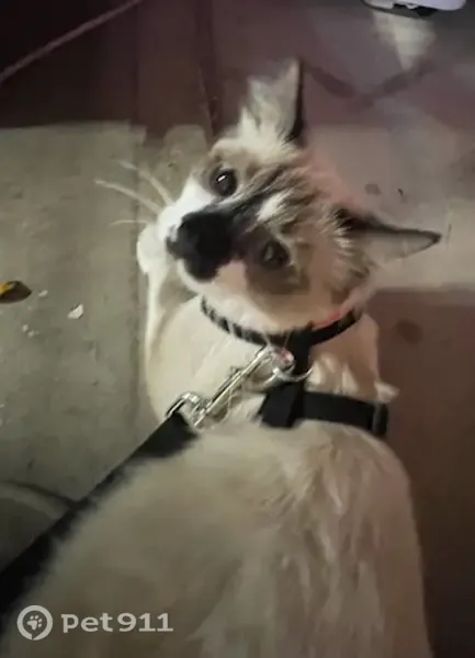 Lost cat, North Carriage Lane, 3101, Chandler — female with a yellow collar and bell - photo