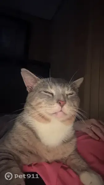 Lost male cat, Braidon Drive, 191, Rockwell — gray with a scar on his front leg - photo