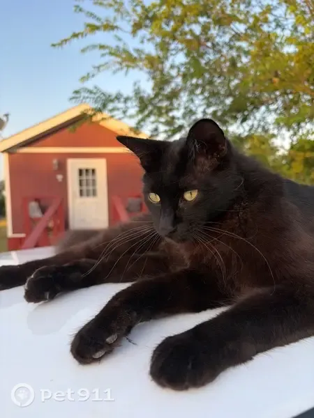 Lost cat, County Road 332, 411, Bertram — neutered male with black fur - photo