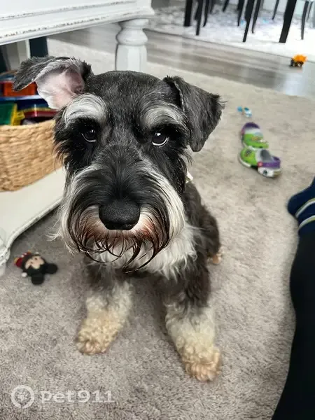 Lost dog, Houston — one ear doesn’t fully droop - photo