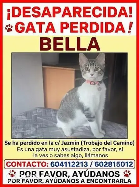 Gato perdido, hembra, Calle Jazmín, 4, San Andres del Rabanedo — blanco y gris, 6 meses - photo