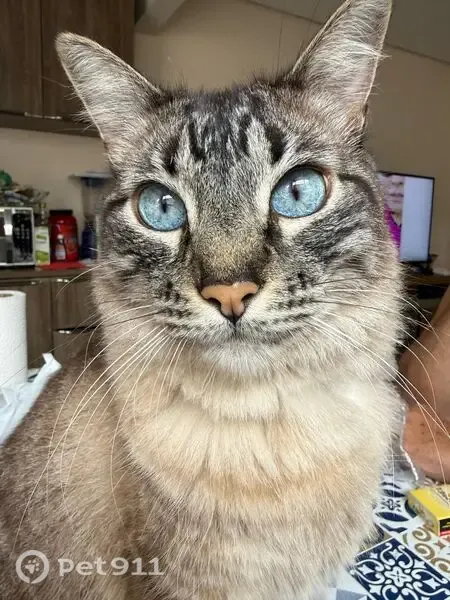 Gato perdido, Rua Sebastião Michel Miguel, 204 — atende por Nick e é arisco - photo