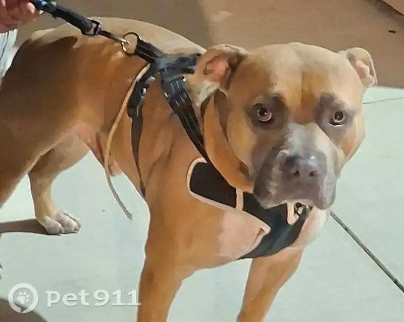 Lost dog, male, Winchester Boulevard, Santa Clara, San Jose - photo