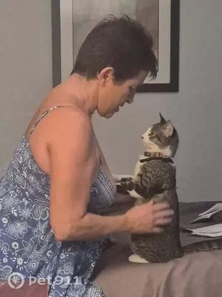 Lost cat, Cocoanut Avenue, 2469, Sarasota — 6-month-old female with a bell collar - photo