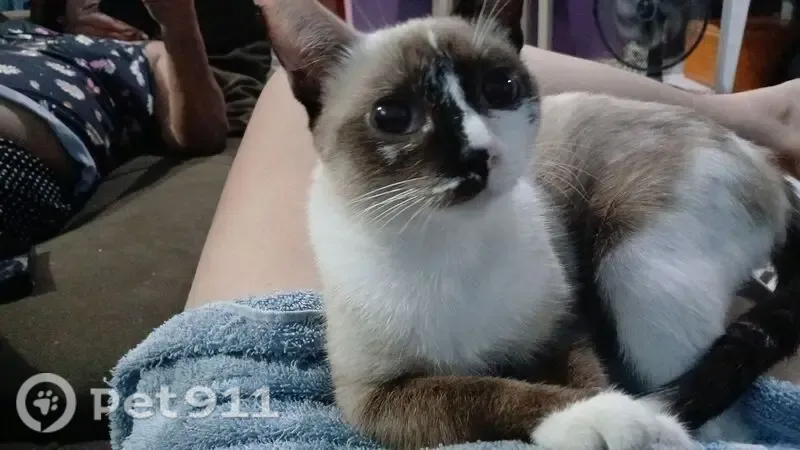 Gato perdido, Rua Raimundo Saraíva, 75 — branco e dócil - photo