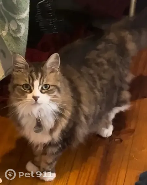 Lost female cat, Perham Crescent, 71, Kwinana — four white socks - photo