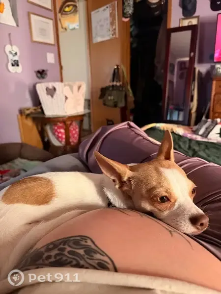 Lost female dog, North Illinois Avenue, 11738, Kansas City — Chihuahua with cheetah-print collar - photo