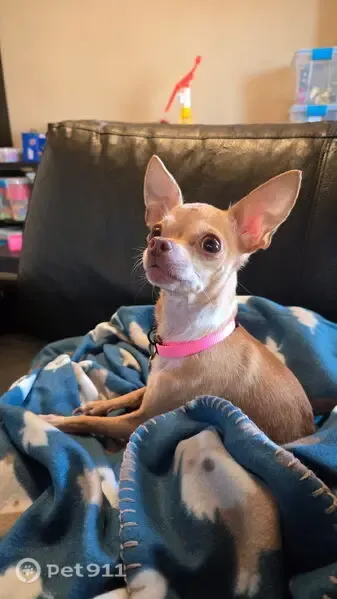 Lost dog, Fred's Folly Drive, 7525, Corpus Christi — female, light brown coat with a white neck - photo