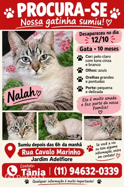 Gato perdido, Rua Cavalo Marinho, 798 — olhos azuis e pelagem branca e cinza - photo