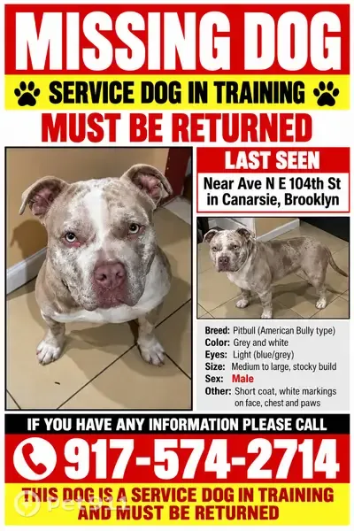 Lost dog, East 104th Street, 1445, Brooklyn — American bully with no collar - photo