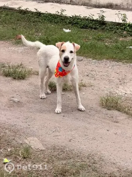 Perro encontrado en Soconusco, 4, Tapachula de Córdova y Ordóñez, Tapachula - photo