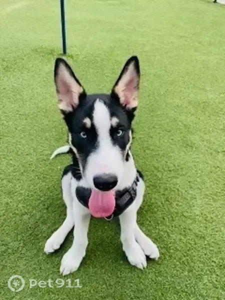 Lost Dog, San Francisco — male, friendly but may growl when scared - photo