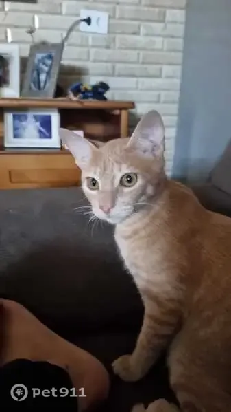 Gato perdido, Rua Calixto Fonseca, 114 — carinhoso e gosta de colo - photo