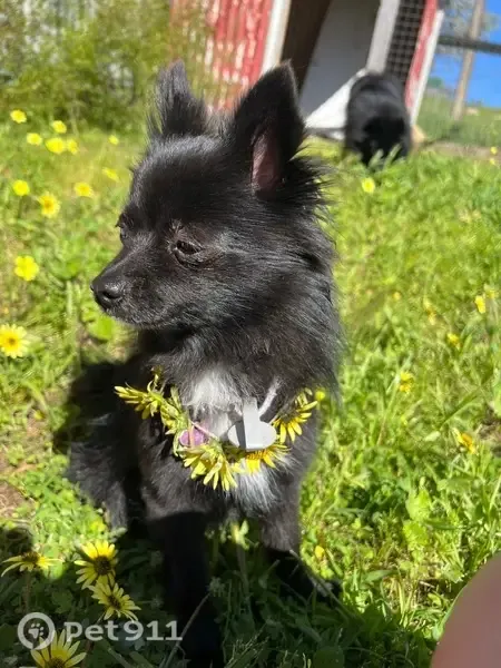 Lost female dog, Angaston — small black Pomeranian with white chest - photo