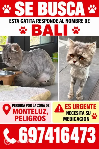 Gato perdido, hembra, Calle Encinas, 5, Peligros, Granada — responde al nombre de Bali - photo