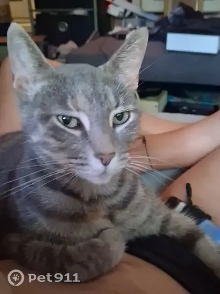 Lost cat, South Lane Wells Drive, Longview — female with a dark striped tail - photo
