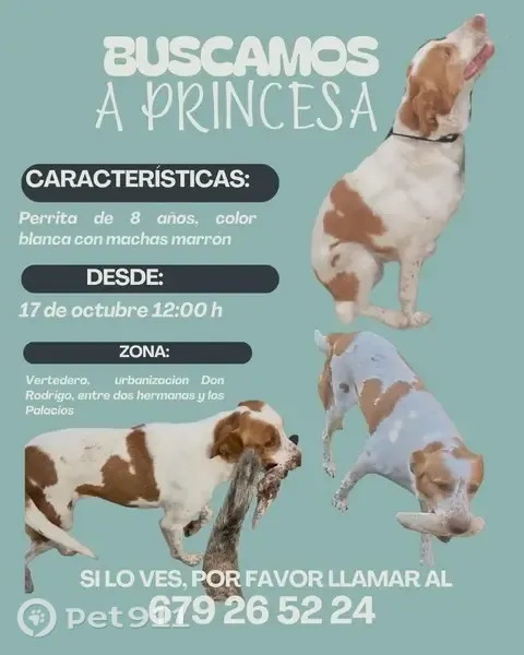 Perro perdido, Don Rodrigo, Andalucía, Los Palacios y Villafranca — hembra blanca con manchas marrones - photo