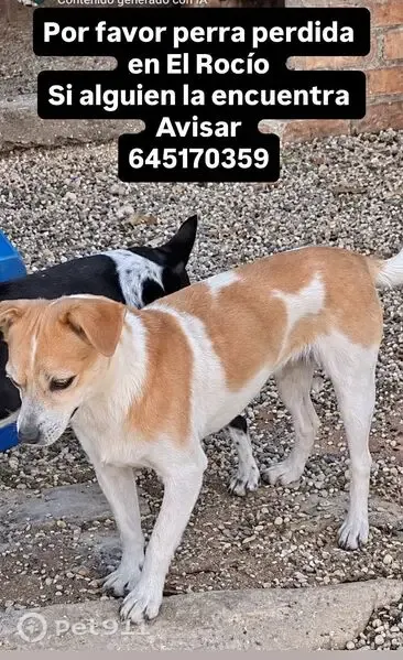 Perro perdido, hembra, Avenida de los Ánsares, 102, El Rocío, Sanlucar de Barrameda — mayor y apenas oye - photo