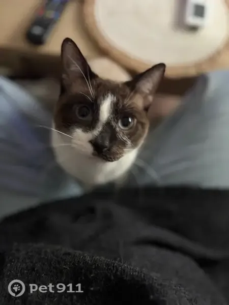 Gato perdido, Calle Madre Trinidad Carreras Hitos, 56, Monachil, Granada — macho de 1 año y medio, ojos azules - photo