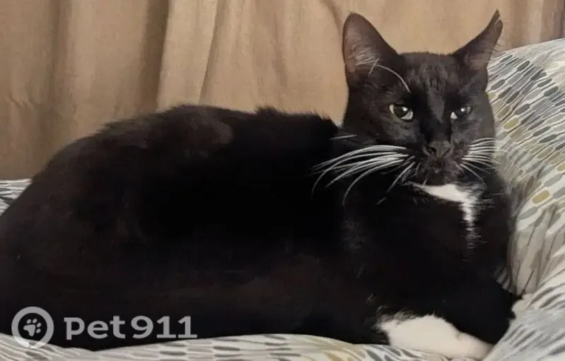 Lost male cat, Boldmere Road, Birmingham, Sutton Coldfield — split at the top of one ear - photo